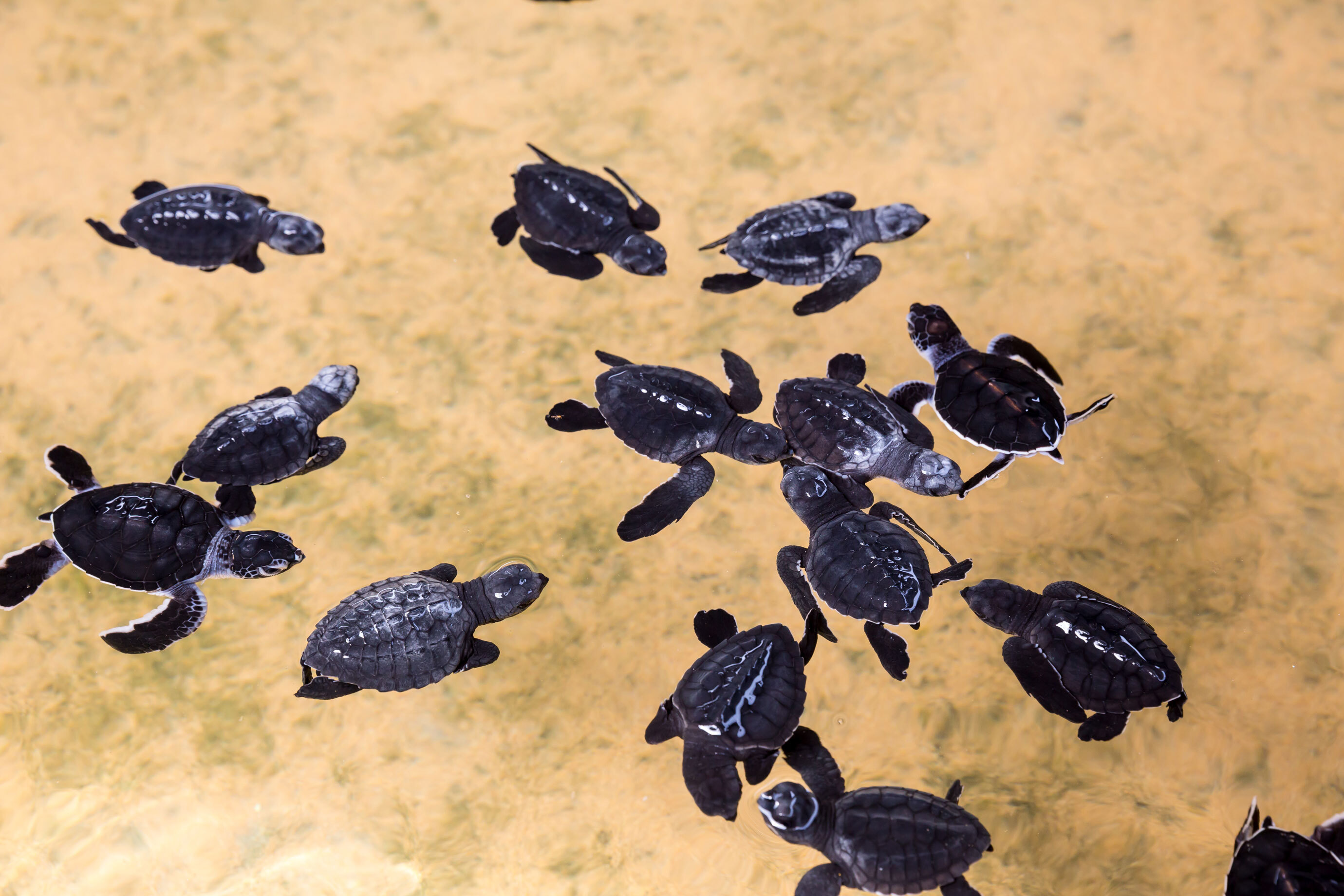 Sea Turtle Hatchery & Conservation Center